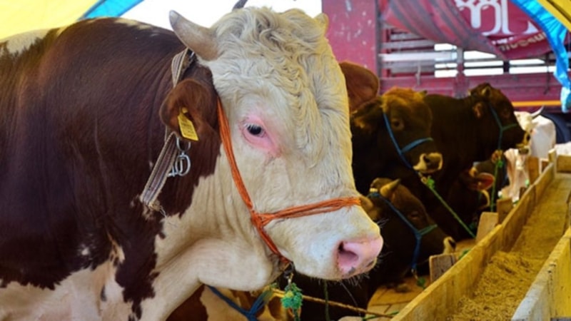 Kimler kurban kesmekle yükümlüdür? Kurban kimlere farz kılınmıştır?