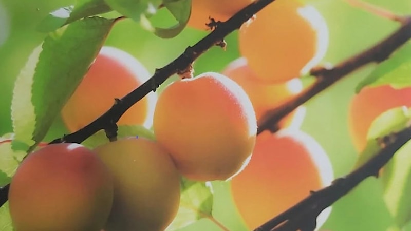 Akademisyen Bayram Murat Asma'nın Malatya Kayısısı kitabına İsveç'te birincilik ödülü