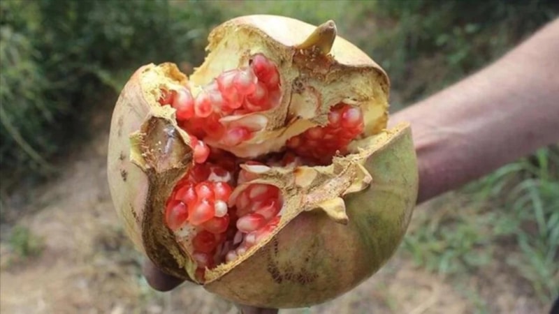 Suruç narı, AB coğrafi işaret tescil belgesi aldı