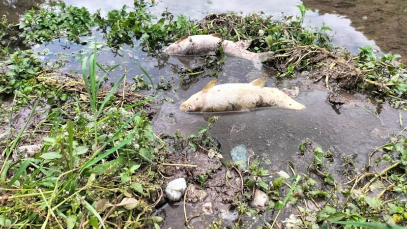 Osmaniye'de Sabun Çayı'ndaki balık ölümleri endişe yarattı