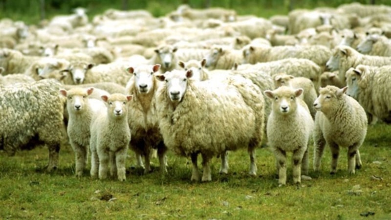 2023 Kurban Bayramı ne zaman? Kurban Bayramı ne zaman başlıyor?