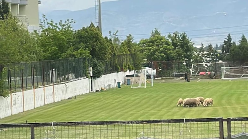 Denizlispor’un tesislerinde koyunlar otladı