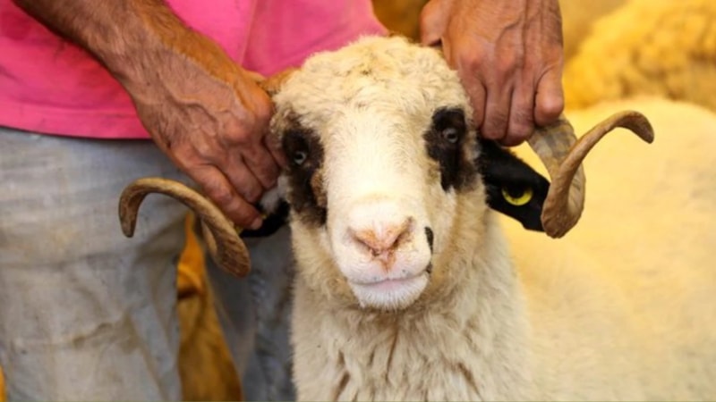 Kimler kurban kesebilir? Kurban kesmen kimlere farzdır? Diyanet açıkladı…