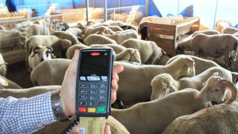 Kredi kartıyla kurban satın almak caiz mi? Diyanet yanıtladı...