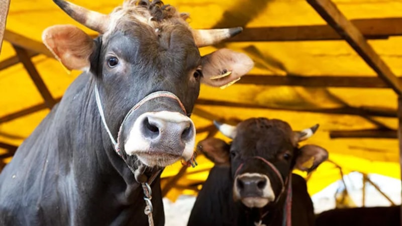 Kurbanlık hayvanda dikkat edilmesi şart 5 detay