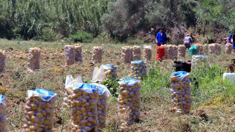 Muğla'da turfanda patates hasadı sona erdi
