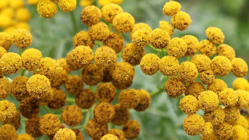 Altın otu nedir, nasıl kullanılır? Altın otunun iyi geldiği hastalıklar