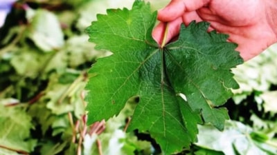 Bu bir mucize! Asma yaprağını kaynatıp suyunu içerseniz...
