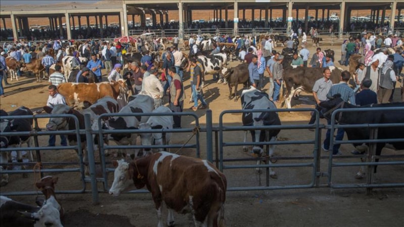 Bartın’da şap hastalığı nedeniyle hayvan pazarları kapatıldı
