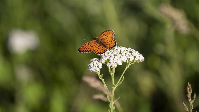 Tunceli'de doğa canlandı, kelebek türleri ortaya çıktı