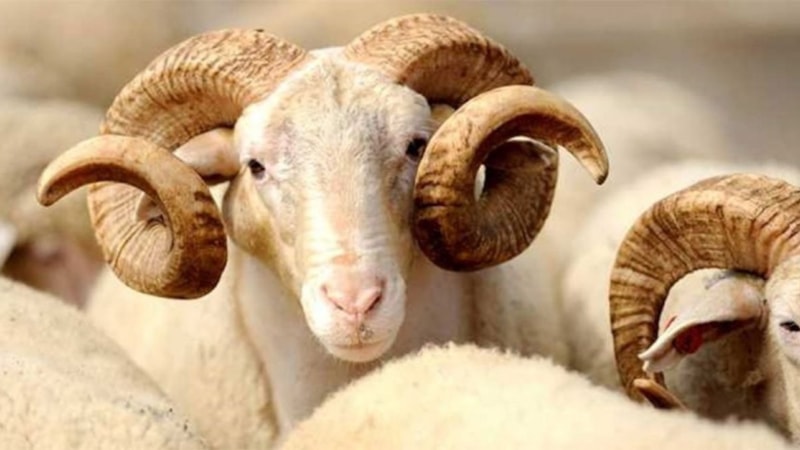 Kurban adak yerine geçer mi? Kurbanda adak kesilir mi?