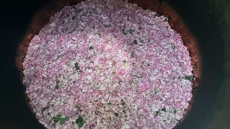 Isparta'da gül bahçelerindeki hasadın son günleri yaşanıyor