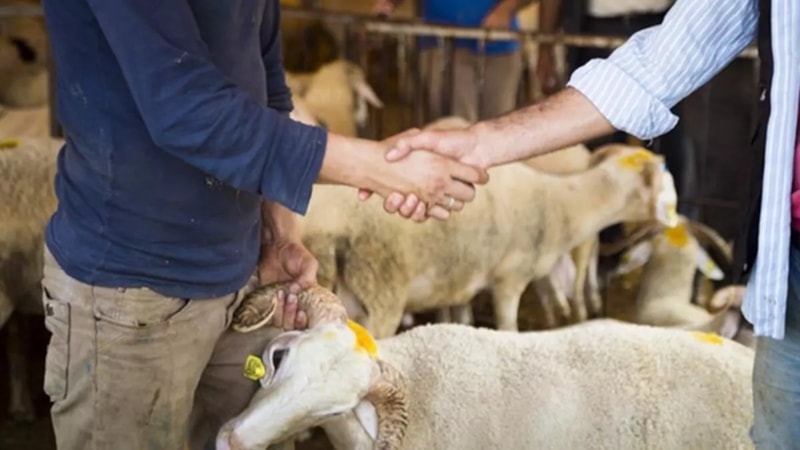 Kurban vekaleti nasıl verilir, alınır? Diyanet açıkladı…