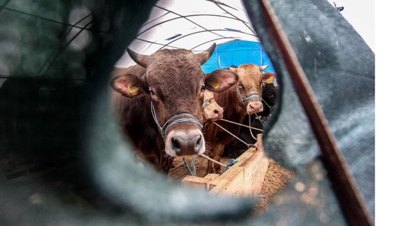 Rüyada kurban görmek ne demek? Kurbanlık, kurban eti, kurban kesmenin anlamları