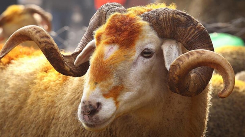 Kurban kesmek farz mıdır? Kurban ibadetinin mahiyeti ve hükmü nedir?