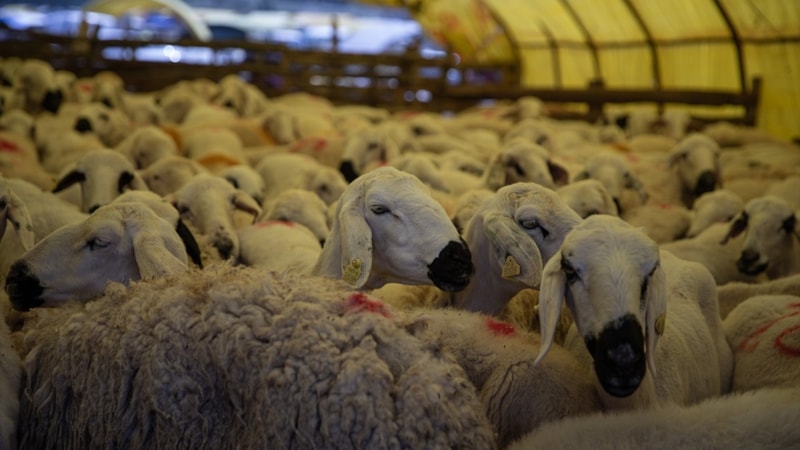İstanbul'da kurbanlık satıcıları memleketine dönmeye başladı
