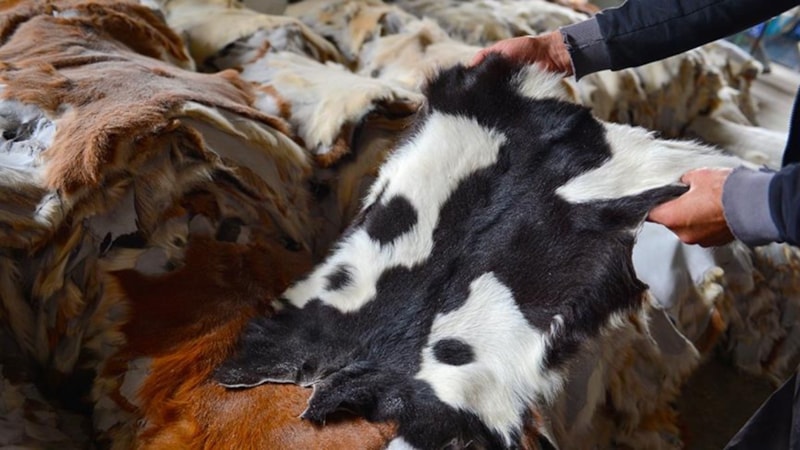 Kurban derisi satılır mı, nereye verilir? Kurban derisi alan yerler 2023