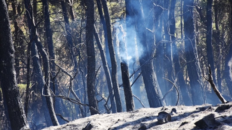 Ankara Valiliği açıkladı! Ormanlık alanlara girişler yasaklandı