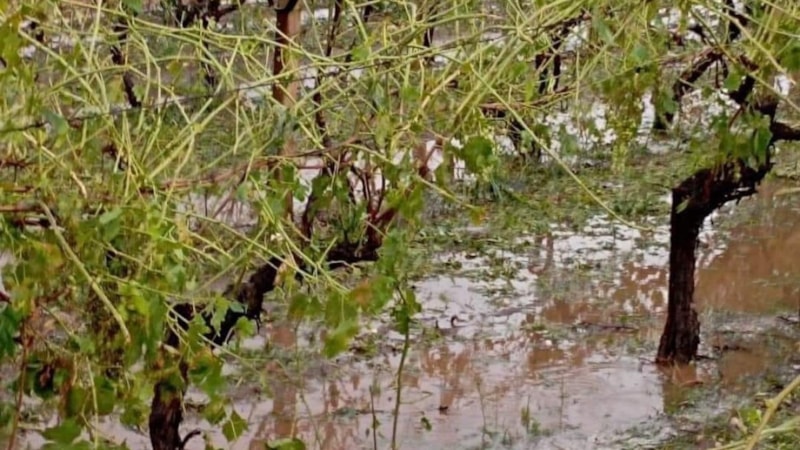 Manisa'daki şiddetli yağışın faturası ortaya çıktı