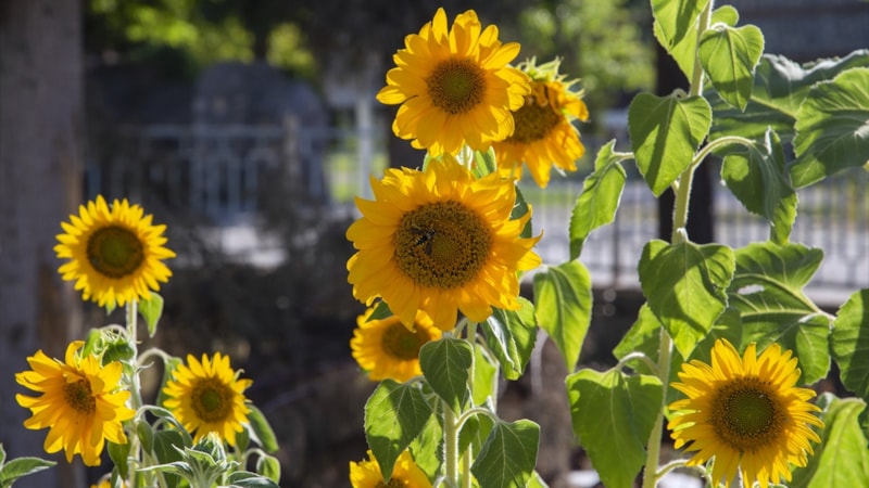 Malatya'da depremde yıkılan binanın arazisinde ayçiçekleri açtı