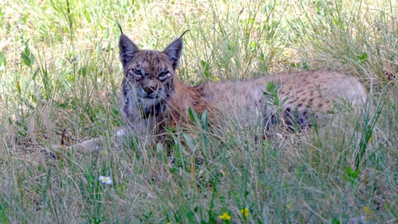Kars'ta vaşak Ulu, bir yılda 2 bin 200 kilometre yol katetti
