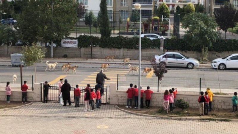 Sokak köpeği sorununu en net gösteren kare