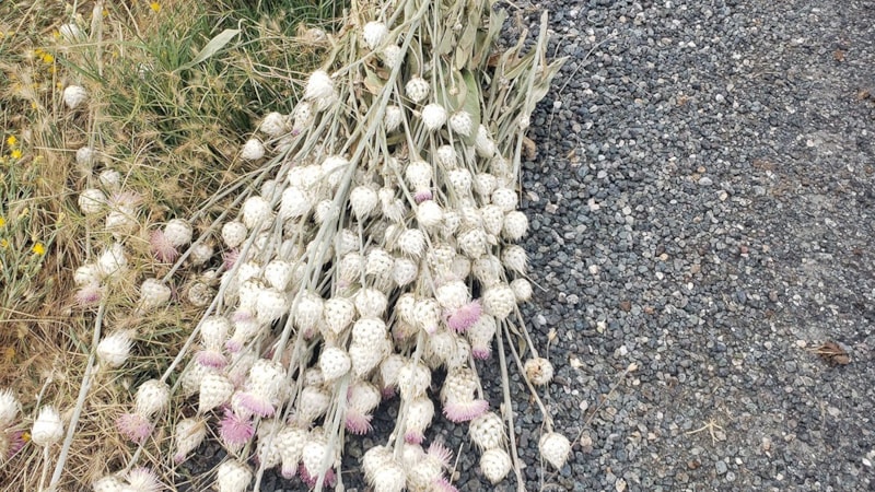 Elazığ'da izinsiz pamuk dikeni toplayan kamu görevlisine cezai işlem uygulandı