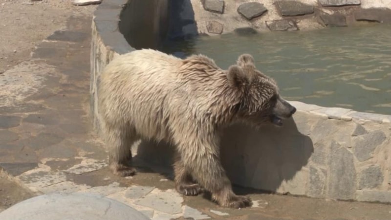 İstanbul'da sıcaklık arttı: Hayvanlar havuzlarda serinliyor