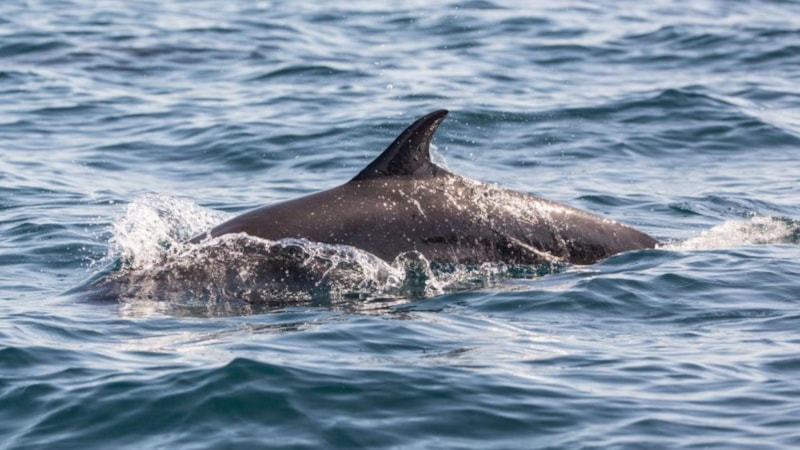 Japonya'da yunuslar 4 kişiyi yaraladı