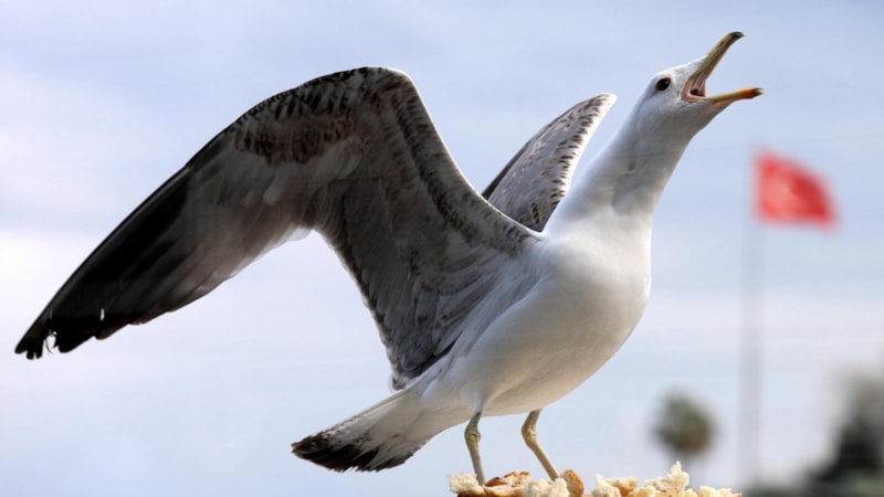 Karadeniz'de martı popülasyonunda tehlikeli artış