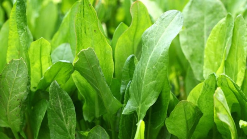 Doğadaki en güçlü mikrop öldürücü! Kuzukulağının faydaları saymakla bitmiyor..