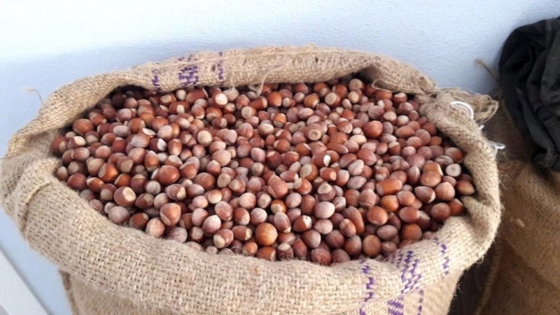 2023 Fındık fiyatları açıklandı mı? TMO İl il fındık fiyatları belli oldu mu?