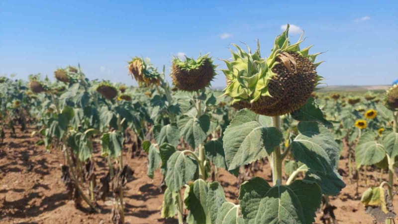 Trakya'da son yılların en büyük kuraklığı yaşanıyor: Ayçiçeği bücür kaldı