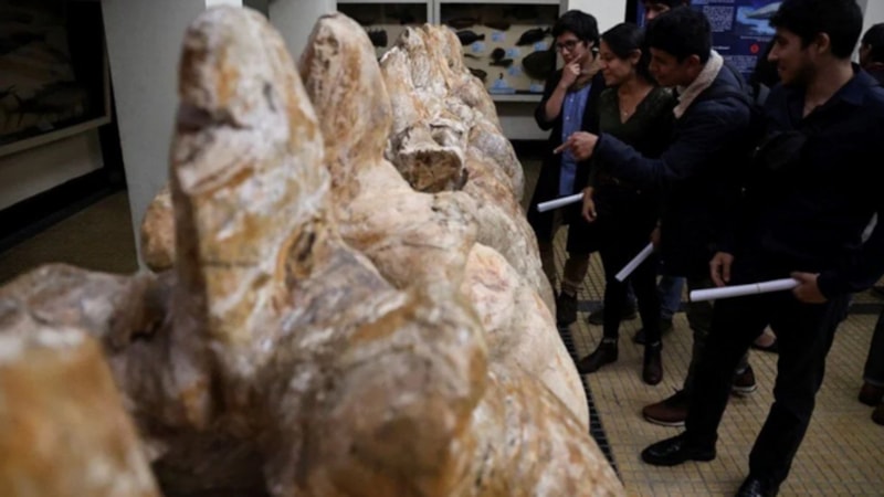 Bilim dünyasında heyecan yarattı: Muhtemel en ağır hayvanın fosili bulundu