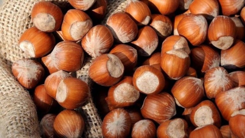 FINDIK FİYATLARI 2023: Fındık fiyatları ne kadar oldu?