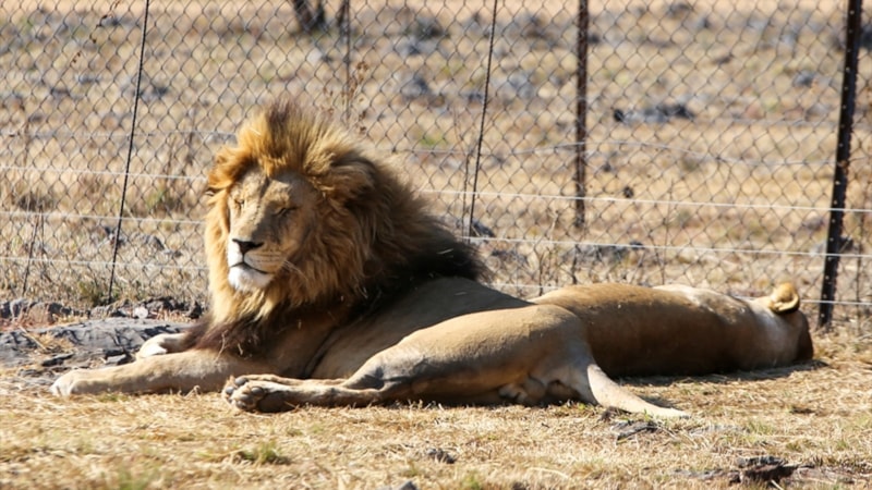 Güney Afrika'da tartışmalı bir turizm sektörü: Tutsak aslan endüstrisi