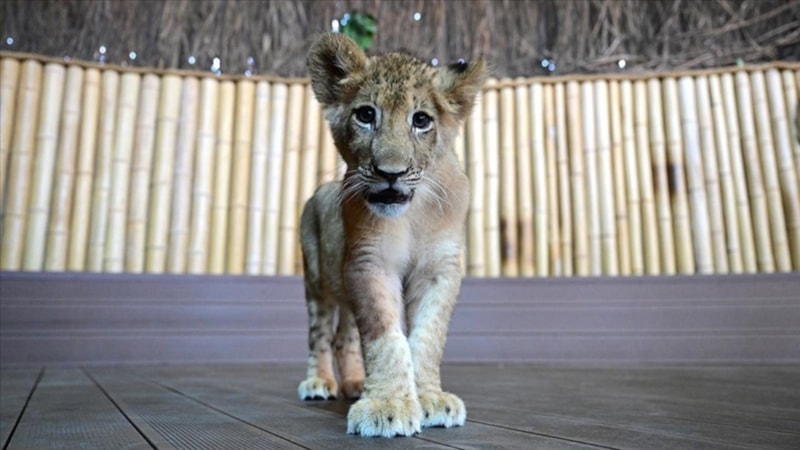 Nesli tükenme tehdidi altındaki beyaz aslanlardan 6'sı İstanbul'da korunuyor