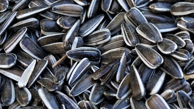 Günde 1 avuç çekirdek tüketin! Bakın neler oluyor…