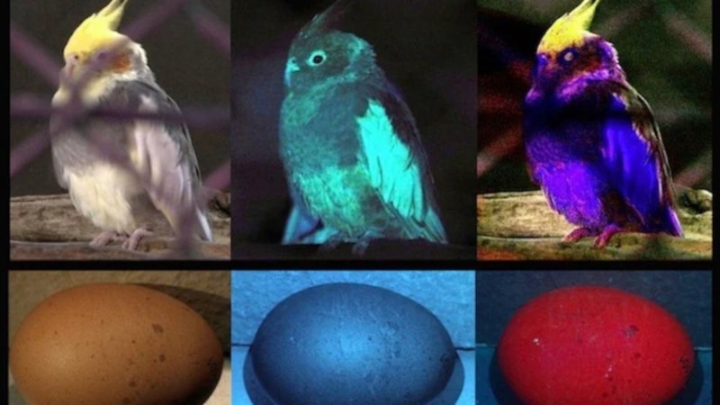 Işığın tüm dalga boylarını görebilseydik, dünya nasıl görünürdü?