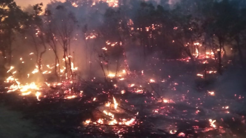 Siirt’te orman yangını çıktı
