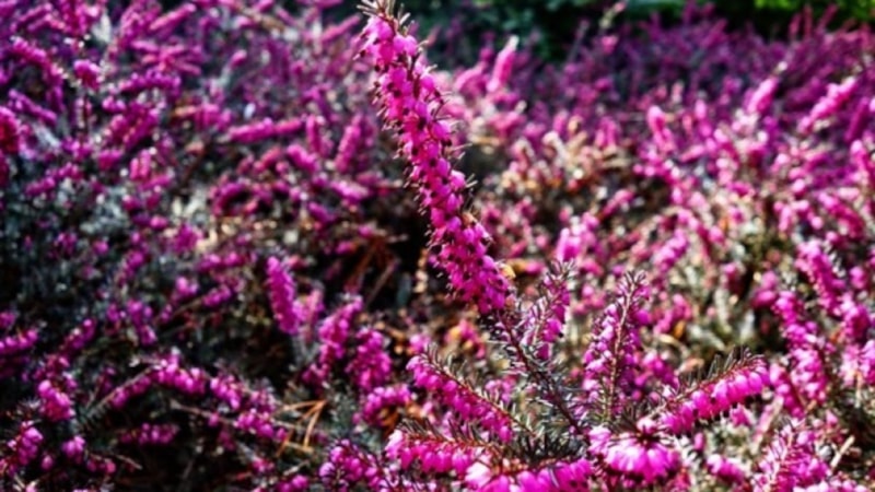 Funda suyu nasıl içilir, faydaları nelerdir? Sabahları funda suyunun etkisi