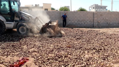 Şanlıurfa'da piyasaya sürülmek üzere olan 4 ton çürük soğan imha edildi