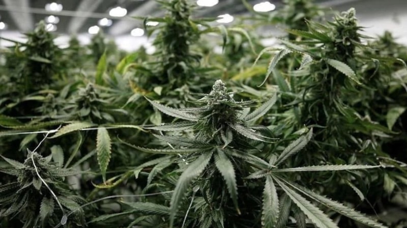 Almanya'dan esrarın yasallaşmasına ilişkin ilk adım