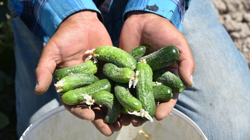 Balıkesir'de coğrafi işaretli Sındırgı kornişonunda hasat zamanı