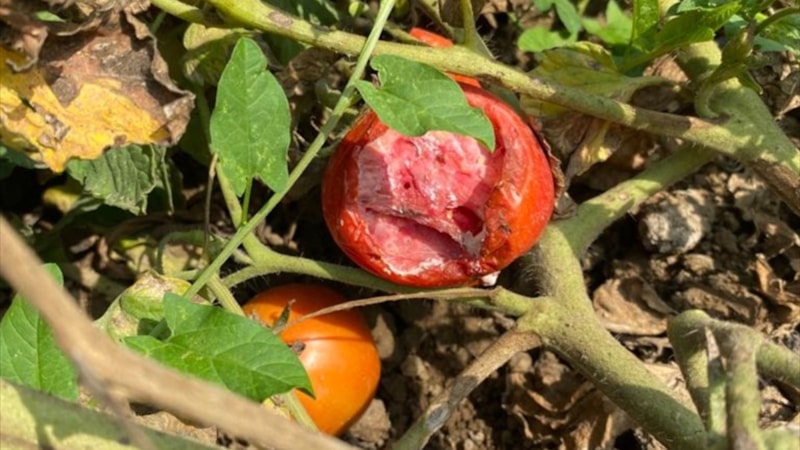 Tarla fareleri gözünü hasada dikti! Bursalı üretici farelerden bezdi