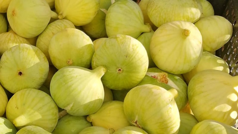 Kilosu 40 lira! Mersin'de beyaz incir bu yıl altın yılını yaşıyor