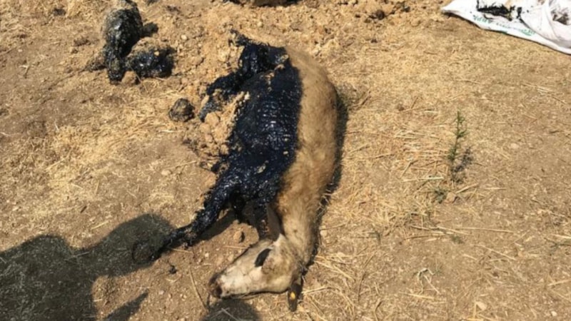 Antalya'da zifte saplanan koyun kurtarıldı