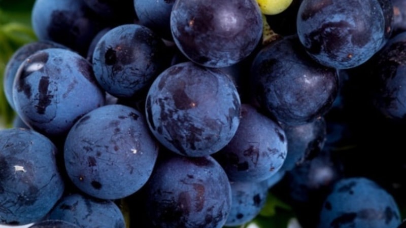 Kara üzüm habbesi bakın ne işe yarıyormuş! Mucize desek yeridir...