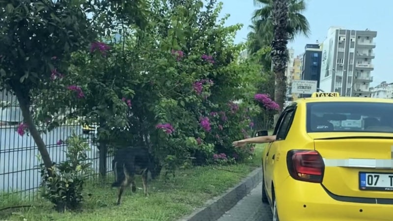 Antalya'da başıboş sokak köpeği sürücüleri peşinden koşturdu