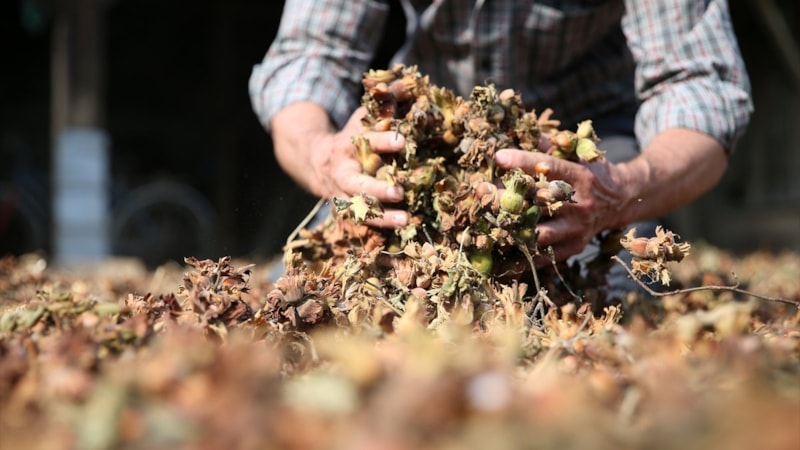 Hava şartları rekolteyi düşürdü! Düzce'de fındık hasadı sürüyor
